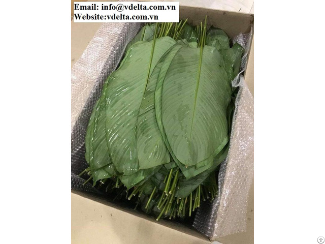 Frozen Dong Leaf Export Best Price