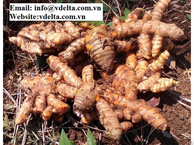 High Quality Fresh Turmeric From Vietnam