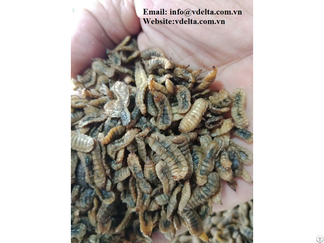 Animal Feed Products From Vietnam Whole Dried Black Soldier Fly Insect