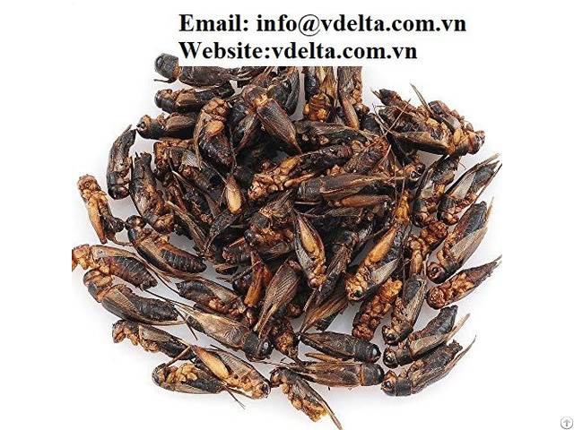 Pets Food Cheap Dried Cricket