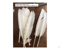 Material Duck Feather Form Viet Nam