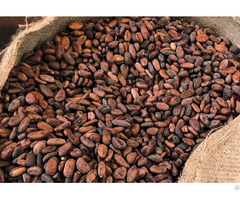 Cocoa Beans Cacao