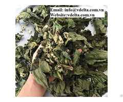 Natural Dried Papaya Leaf From Vietnam For Export Standard