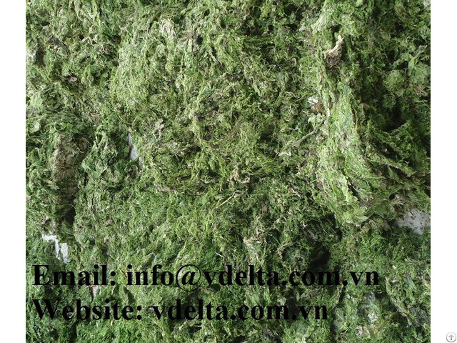 Natural Ulva Lactuca Seaweed With High Quality