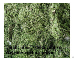 Natural Ulva Lactuca Seaweed With High Quality
