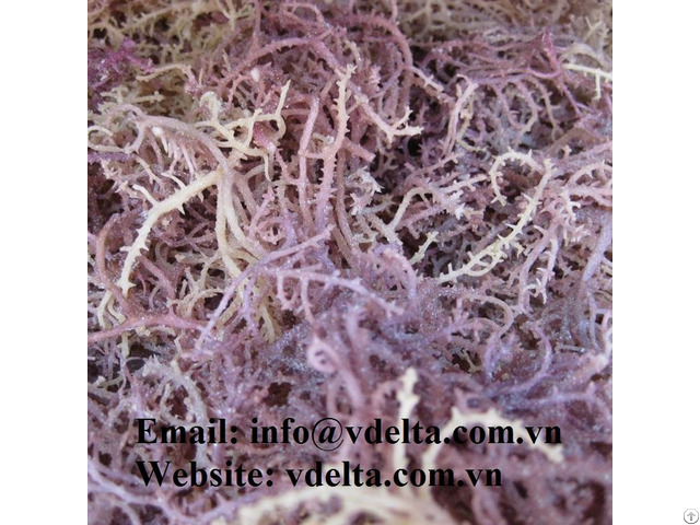 Spinosum Seaweed