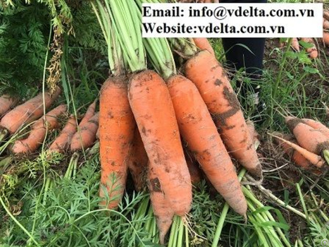 Fresh Vegetables Carrot