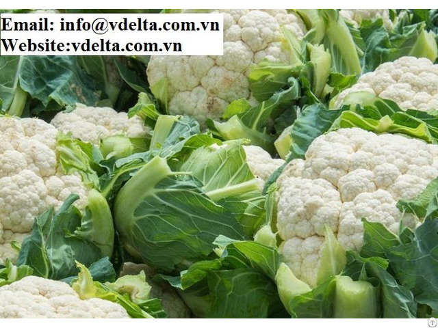 Supplier Of Frozen White Broccoli Fresh Cauliflowers Best Price