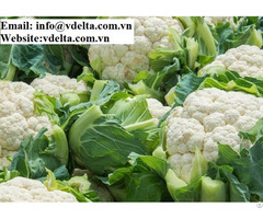 Supplier Of Frozen White Broccoli Fresh Cauliflowers Best Price