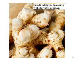Vietnamese Frozen Galangal Root With The Best Quality