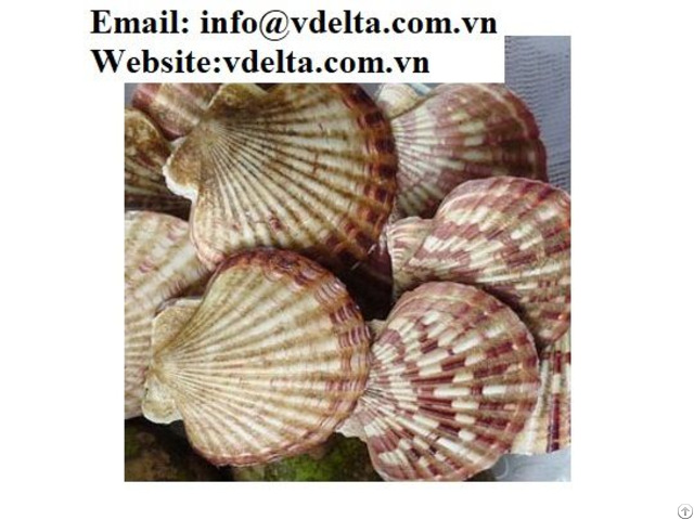 Scallop Shell Material From Vietnam For Crafts Decorations And Gifts