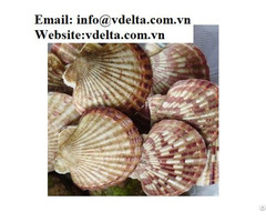 Scallop Shell Material From Vietnam For Crafts Decorations And Gifts