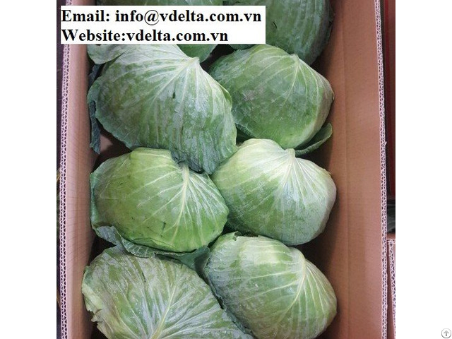 Vietnam Fresh Green Cabbage