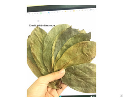 100% Natural Dried Soursop Leaves