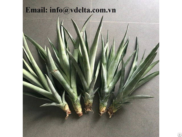 Cheapest Md2 Pineapple Seedlings