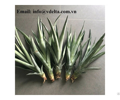Cheapest Md2 Pineapple Seedlings