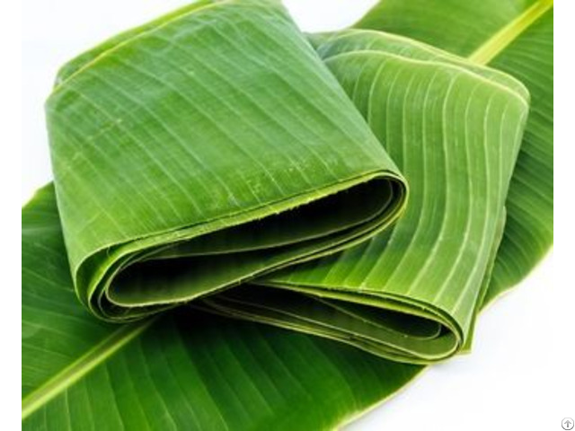 Natural Banana Leaves With High Quality From Vietnam