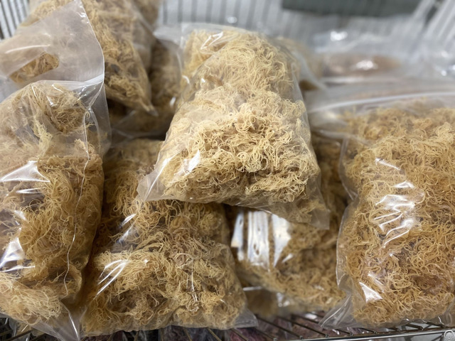 Natural Pure Dried Gold Seamoss Or Irish Sea Moss With High Quality From Vietnam