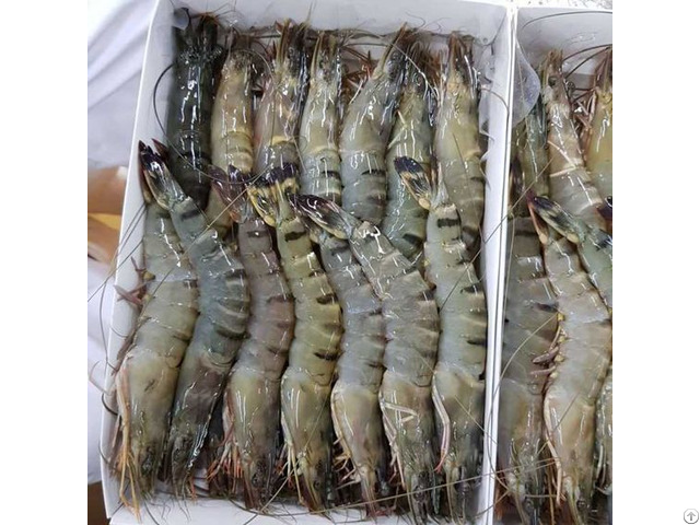 Hlso Vannamei Shrimp With High Quality From Vietnam