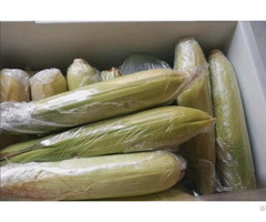 Vietnam Frozen Baby Corn With High Quality