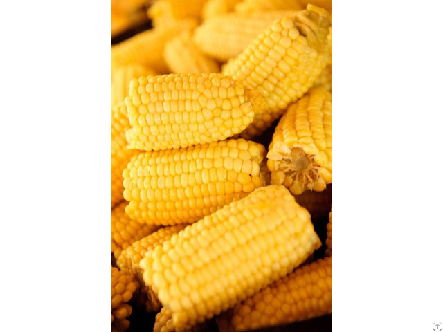 Frozen Cut Corn Fresh With High Quality From Vietnam