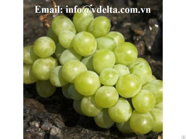 Delicious Vitamin Rich Fresh Grapes Fruit