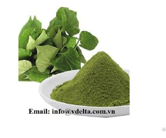 Raw Lettuce Powder Used In The Treatment Of Diseases