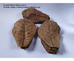 Big Dried Almond Leaves From Viet Nam 84342288943
