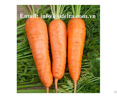 Fresh Carrot From Vietnam