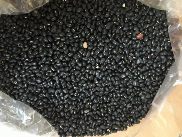 100% Organic Dried Black Kidney Bean Vietnam Top Quality