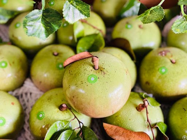 Fresh Star Apples Tropical Fruits For Export From Vietnam