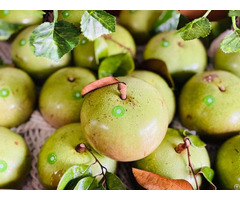 Fresh Star Apples Tropical Fruits For Export From Vietnam