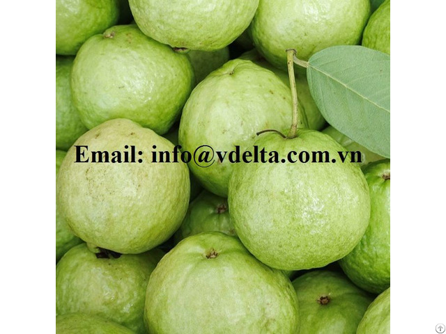 Fresh Guava Tropical Fruits From Vietnam