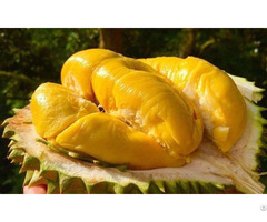 Best Seller Fresh And Frozen Durian With High Quality From Vietnam