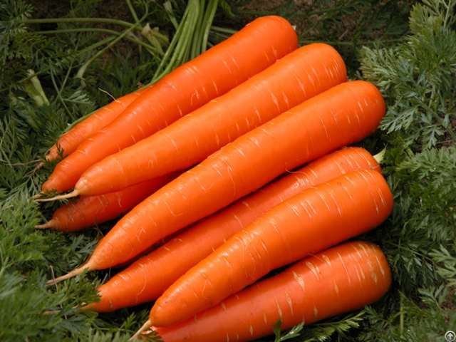 Organic Healthy And Tasty Fresh Carrot