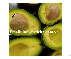 Fresh Avocados From Lam Dong Viet Nam