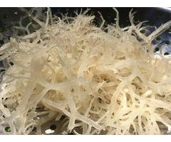 Best Seller Vietnamese White Sea Moss With Hight Quality