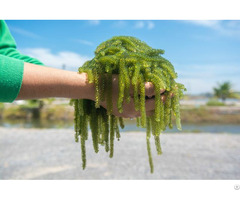 Water Split Grape Seaweed