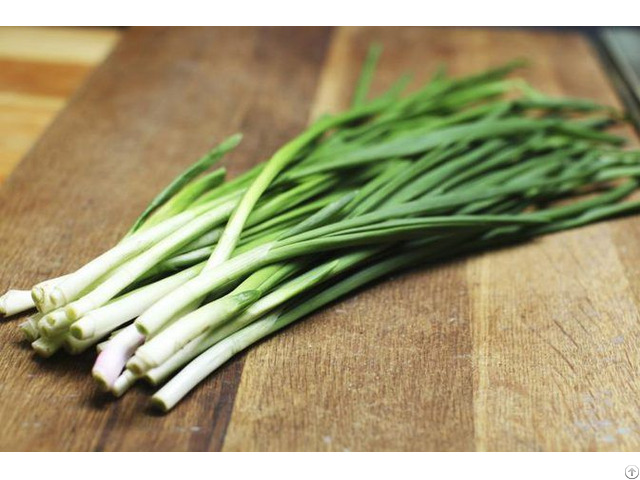 Fresh Green Scallions For Food 2021 From Vietnam