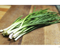 Fresh Green Scallions For Food 2021 From Vietnam