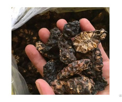 Natural Dried Noni Fruit Slices With High Quality From Vietnam