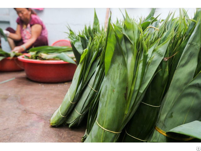 Natural Fresh Bamboo Leaves With High Quality From Vietnam