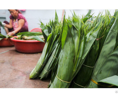 Natural Fresh Bamboo Leaves With High Quality From Vietnam