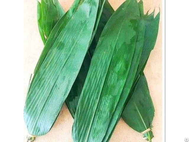 Natural Fresh Bamboo Leaves With High Quality From Vietnam And Best Price