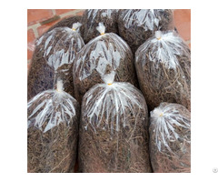 Dried Black Grass Jellyhigh Quality From Vietnam Good Price Best Service