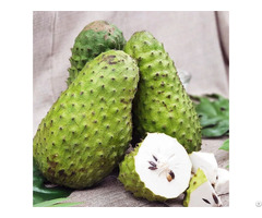 Fresh Soursop Very Delicious From Vietnam