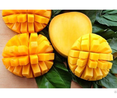 Atl Global Best Price Fresh Mango With High Quality From Vietnam Whatsapp 84975262928 Helen