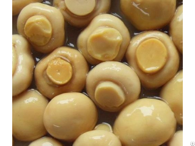 Best Price Vietnam Canned Mushrooms With High Quality Atl Global