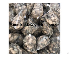 Frozen Milk Oysters Hight Quality From Vietnam