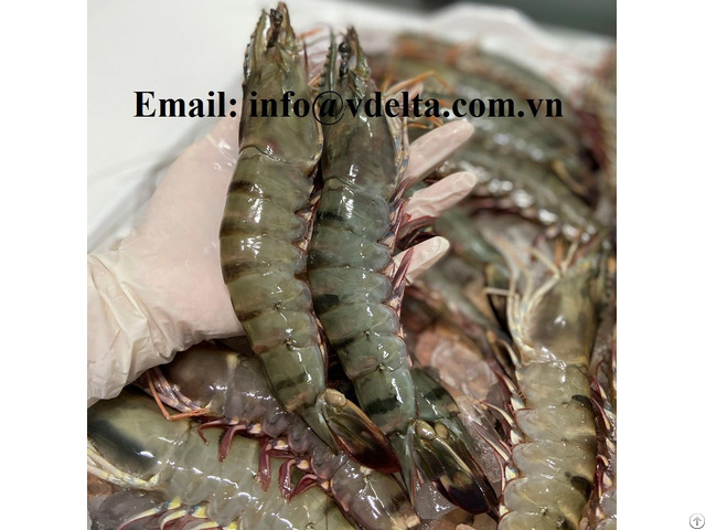 Black Tiger Shrimp Hight Quality From Vietnam